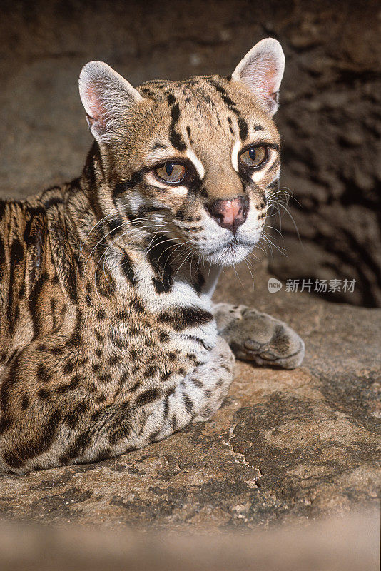 豹猫(Leopardus pardalis)是一种中等大小的斑点野猫。它原产于美国西南部。亚利桑那州。